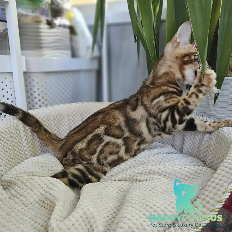 Ugo Bengal male black spotted tabby - live animals