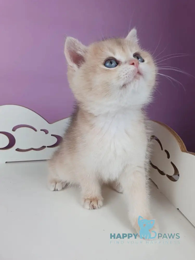 Ugo British Shorthair male blue golden chinchilla live animals