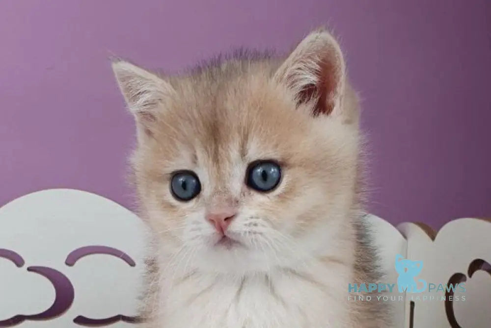 Ugo British Shorthair male blue golden chinchilla live animals