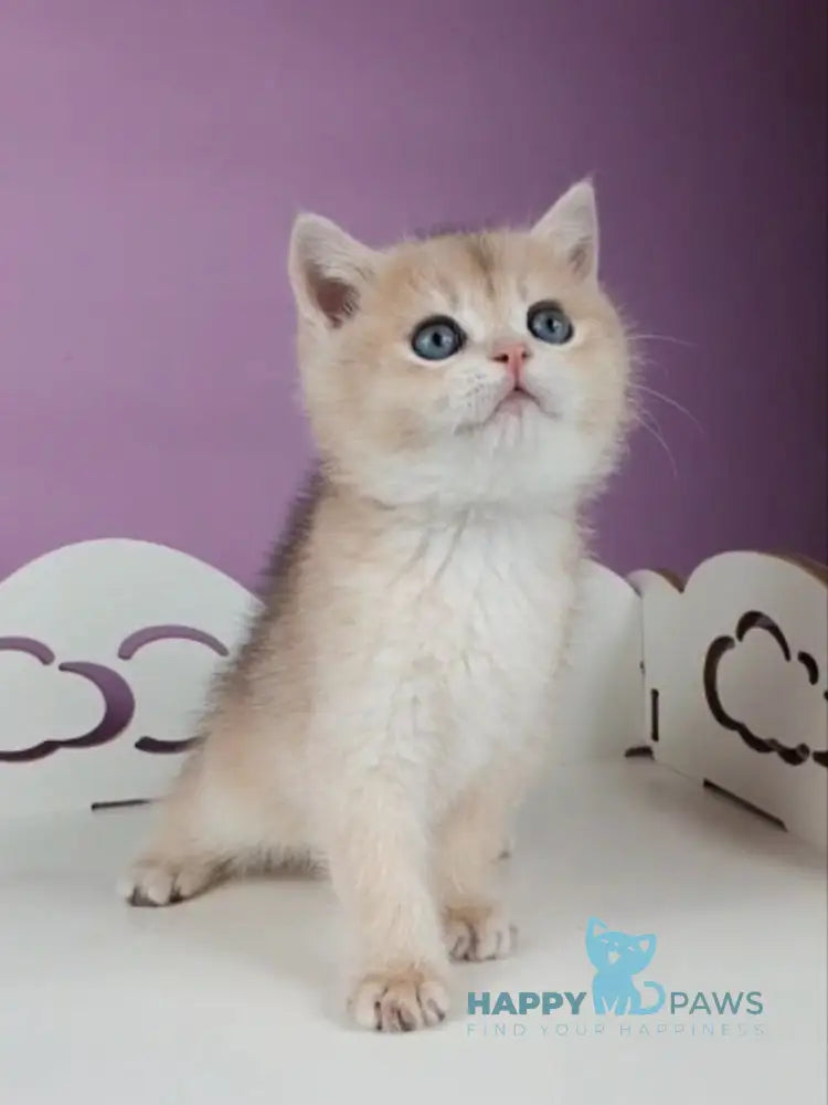 Ugo British Shorthair male blue golden chinchilla live animals