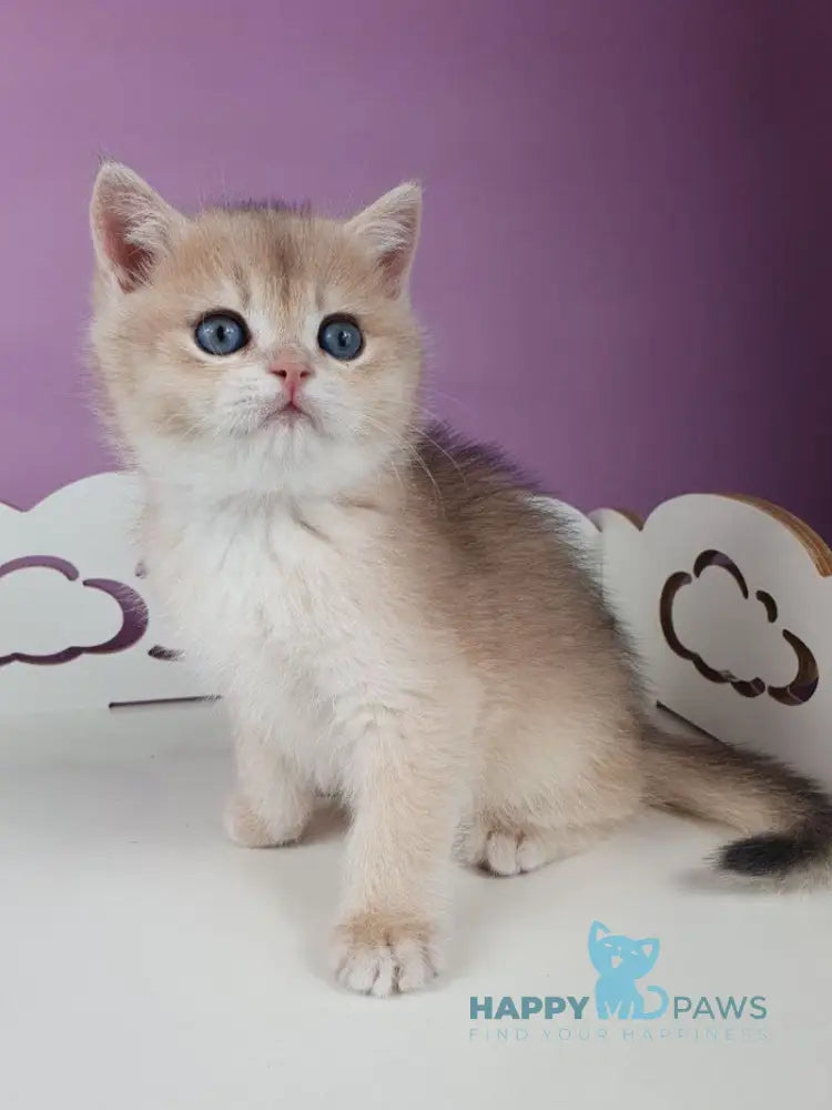 Ugo British Shorthair male blue golden chinchilla live animals