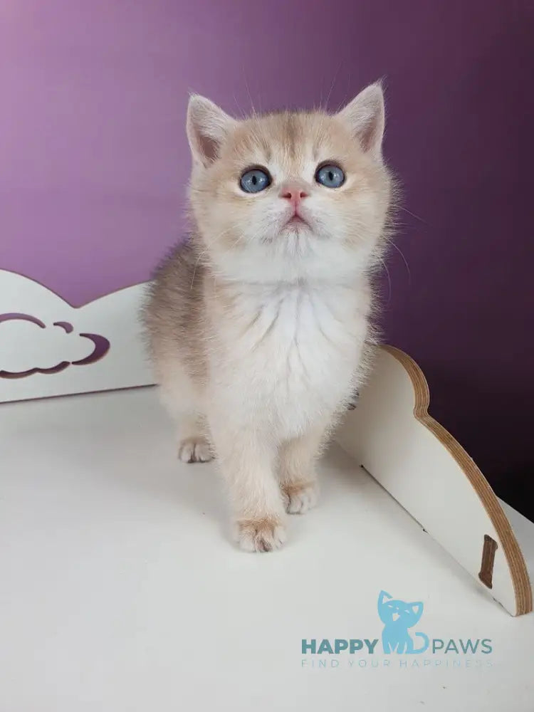 Ugo British Shorthair male blue golden chinchilla live animals