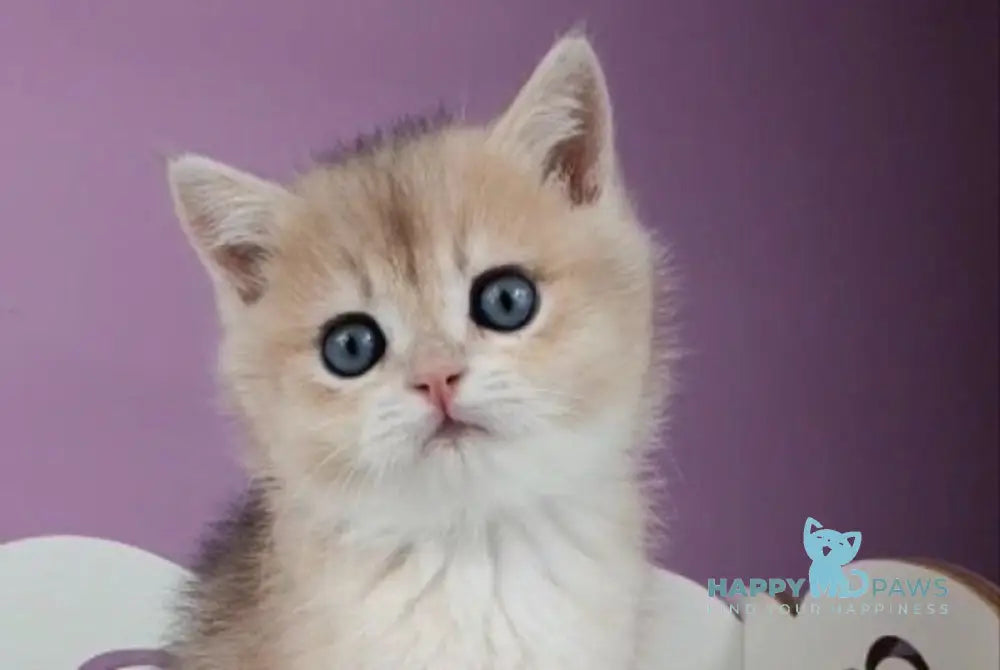 Ugo British Shorthair male blue golden chinchilla live animals