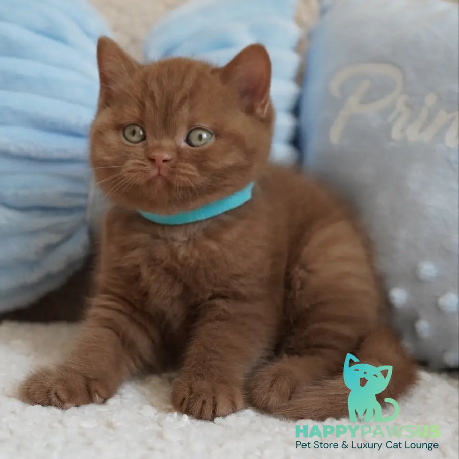 Ugo British Shorthair male cinnamon - live animals