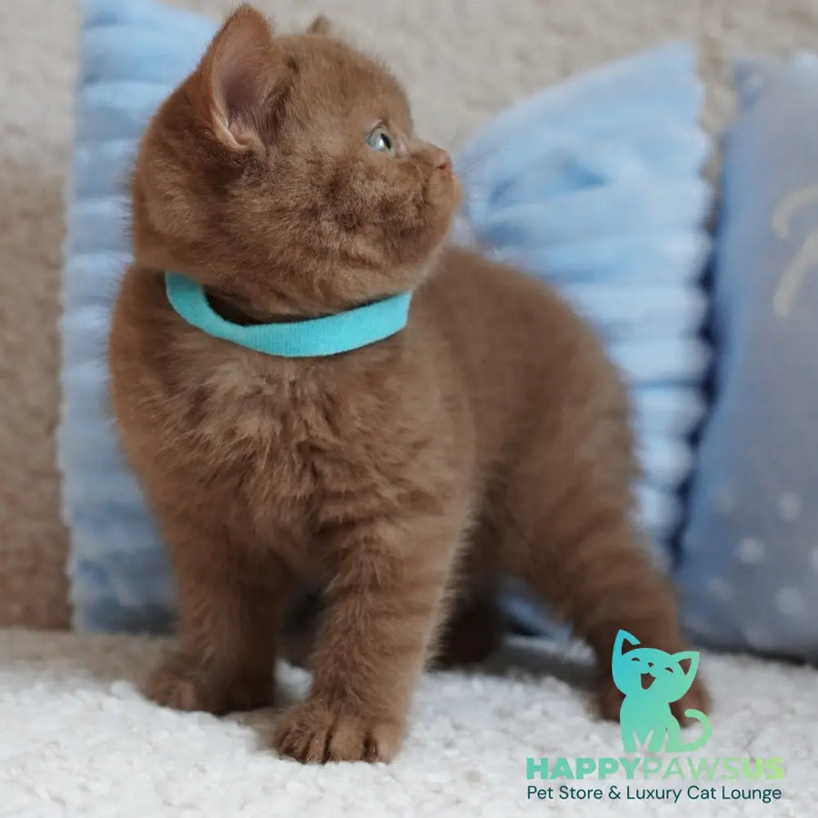 Ugo British Shorthair male cinnamon - live animals