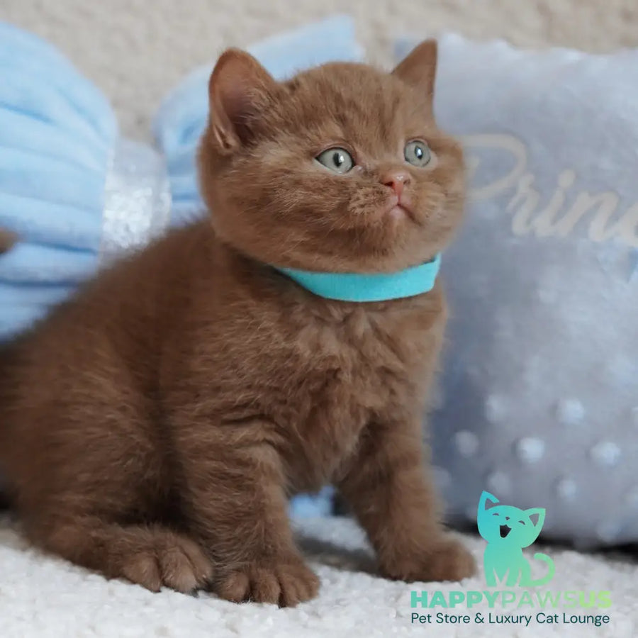 Ugo British Shorthair male cinnamon - live animals