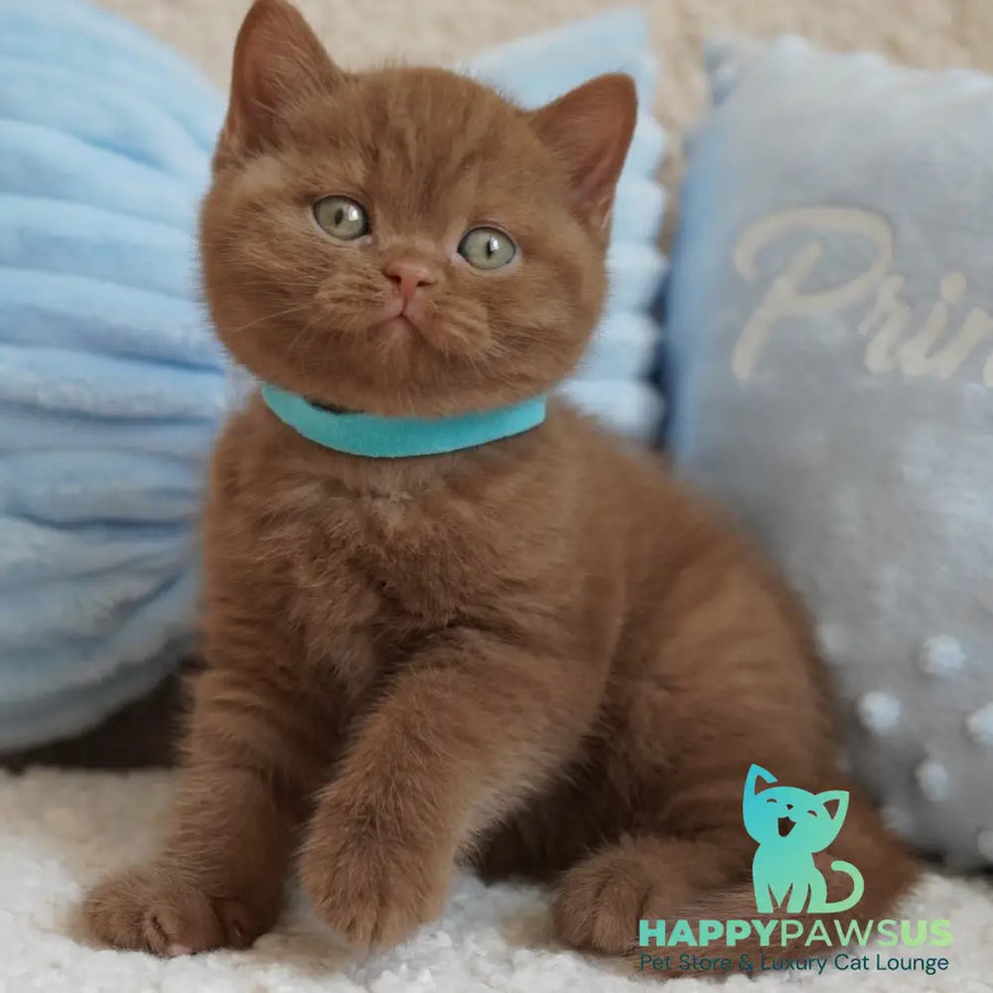 Ugo British Shorthair male cinnamon - live animals