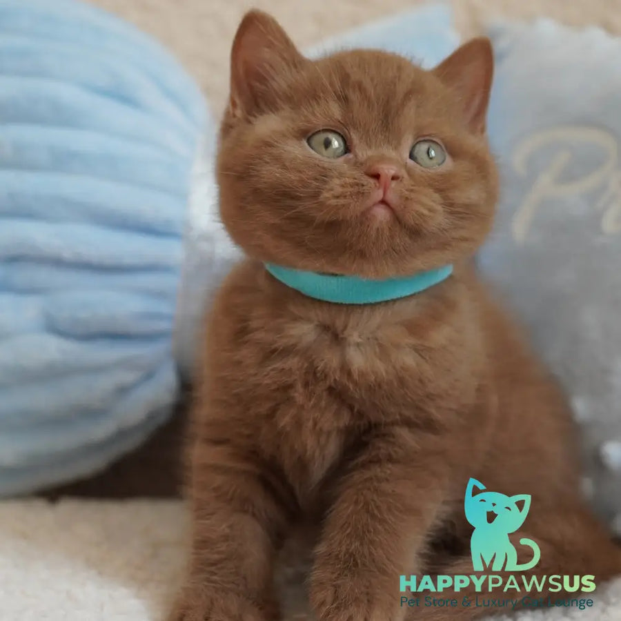 Ugo British Shorthair male cinnamon - live animals