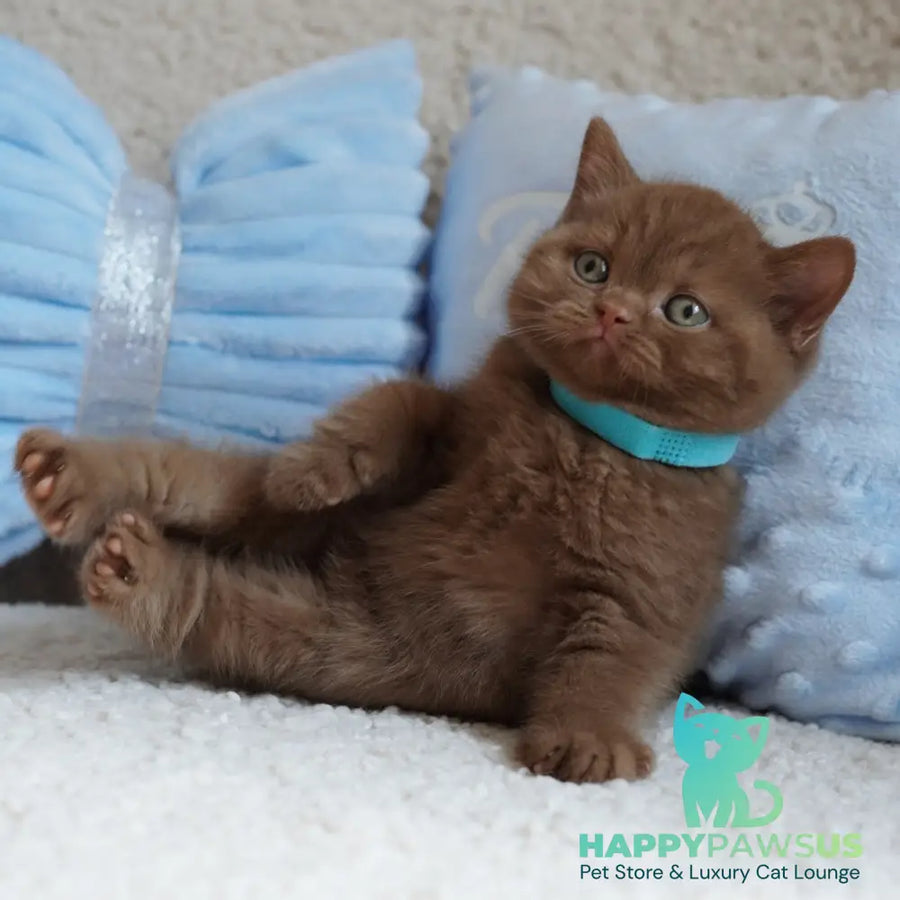 Ugo British Shorthair male cinnamon - live animals