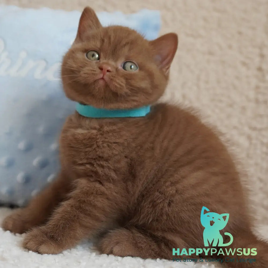 Ugo British Shorthair male cinnamon - live animals