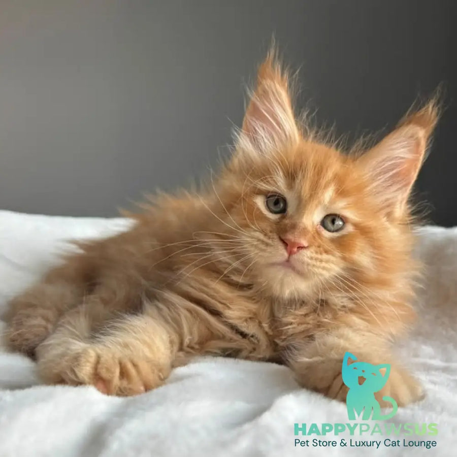 Ugo Maine Coon male red spotted tabby - live animals