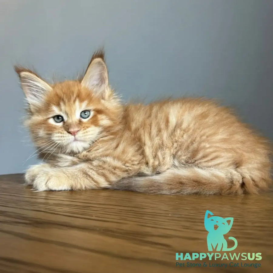 Ugo Maine Coon male red spotted tabby - live animals