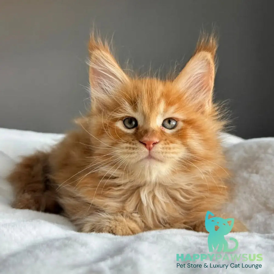 Ugo Maine Coon male red spotted tabby - live animals