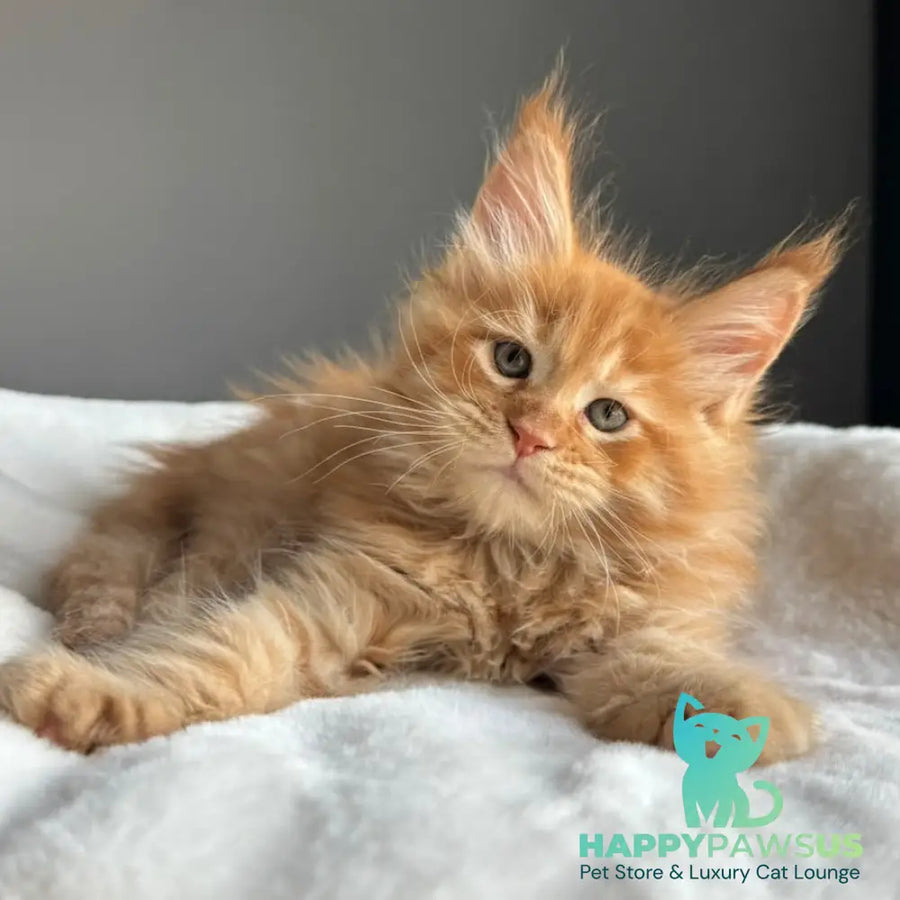 Ugo Maine Coon male red spotted tabby - live animals