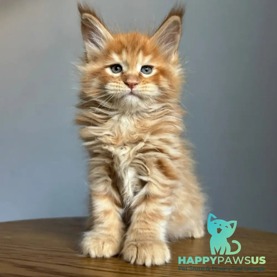Ugo Maine Coon male red spotted tabby - live animals
