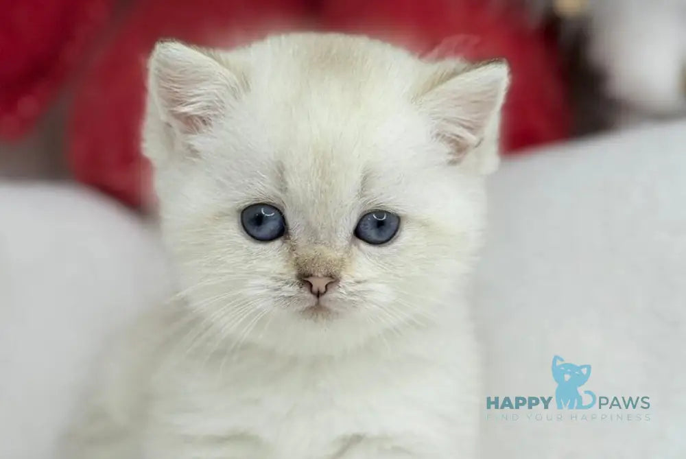 Ugo Munchkin male black golden shaded pointed live animals