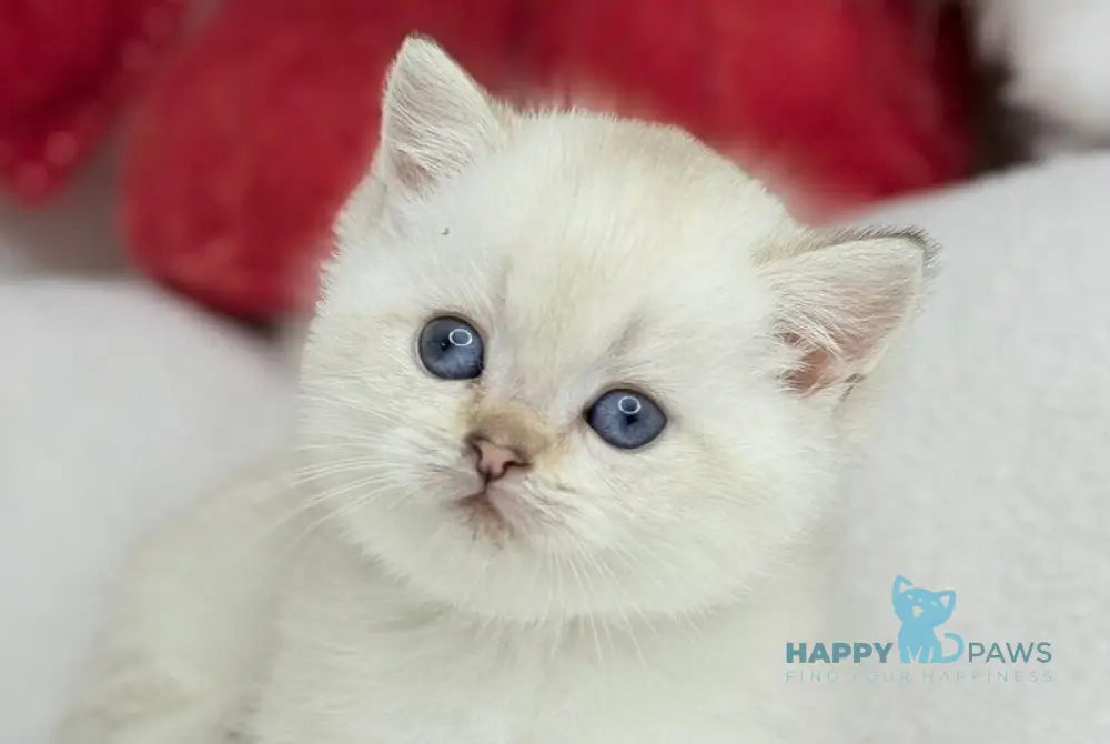 Ugo Munchkin male black golden shaded pointed live animals