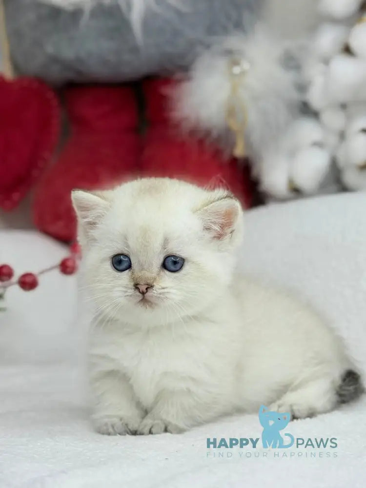 Ugo Munchkin male black golden shaded pointed live animals