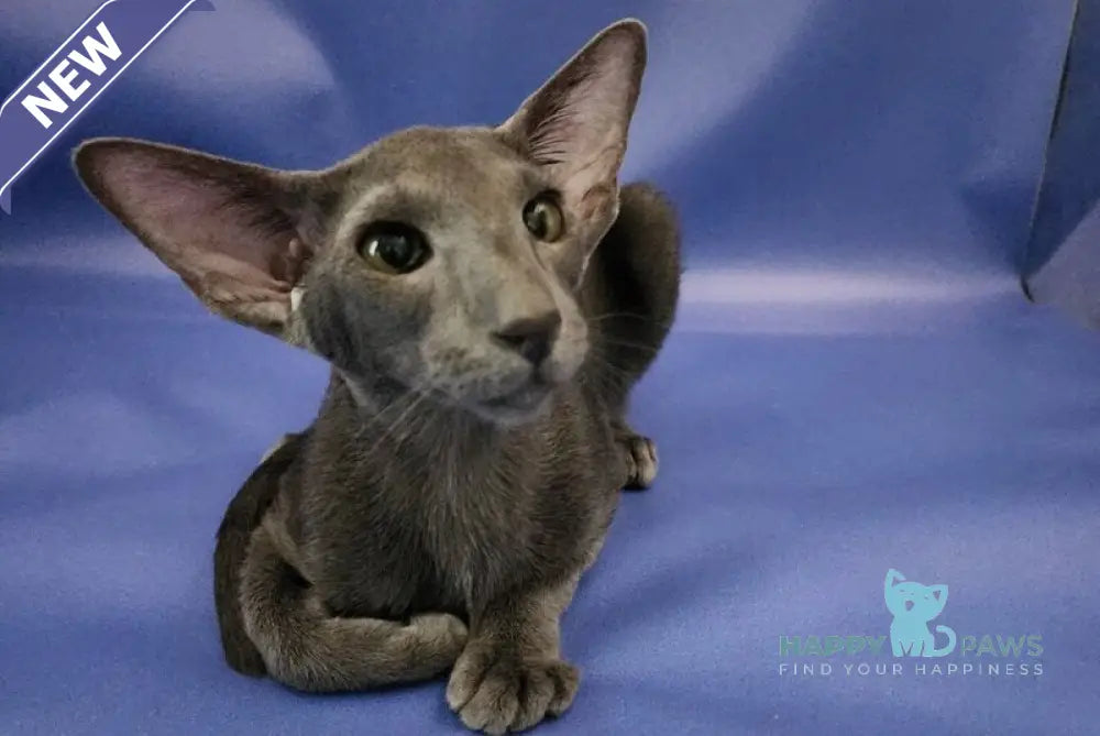 Ugo Oriental Shorthair male blue live animals