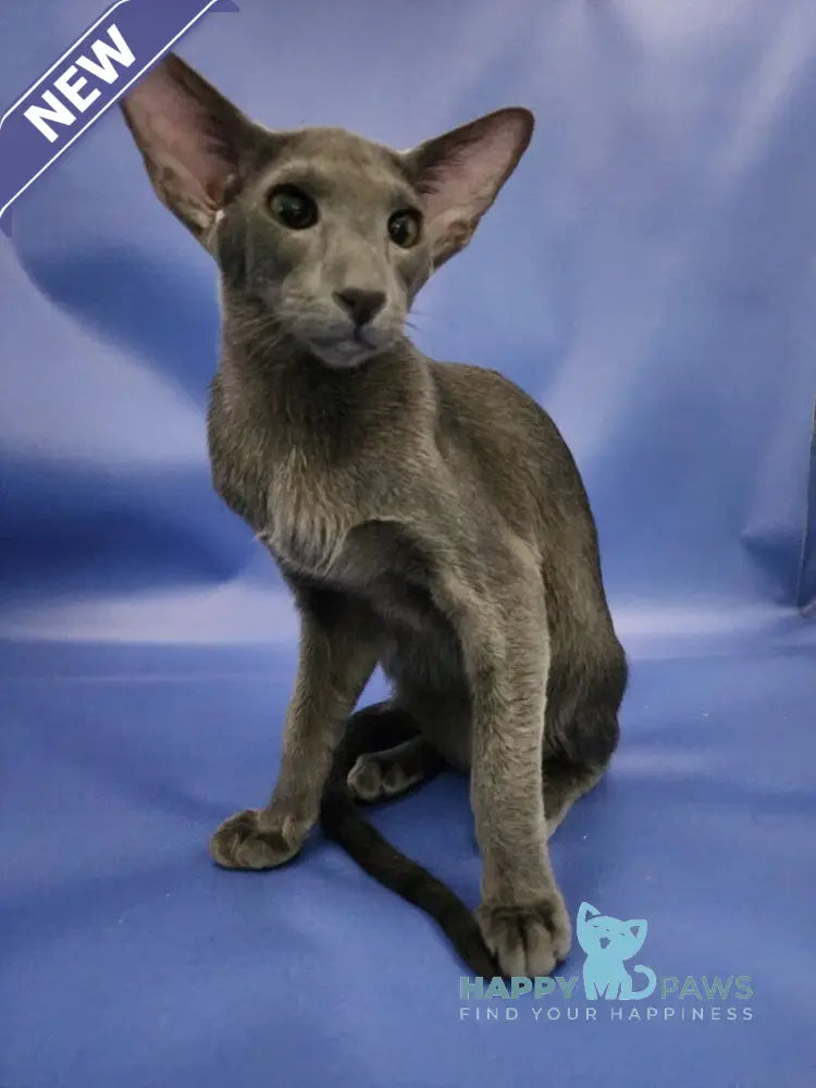 Ugo Oriental Shorthair male blue live animals