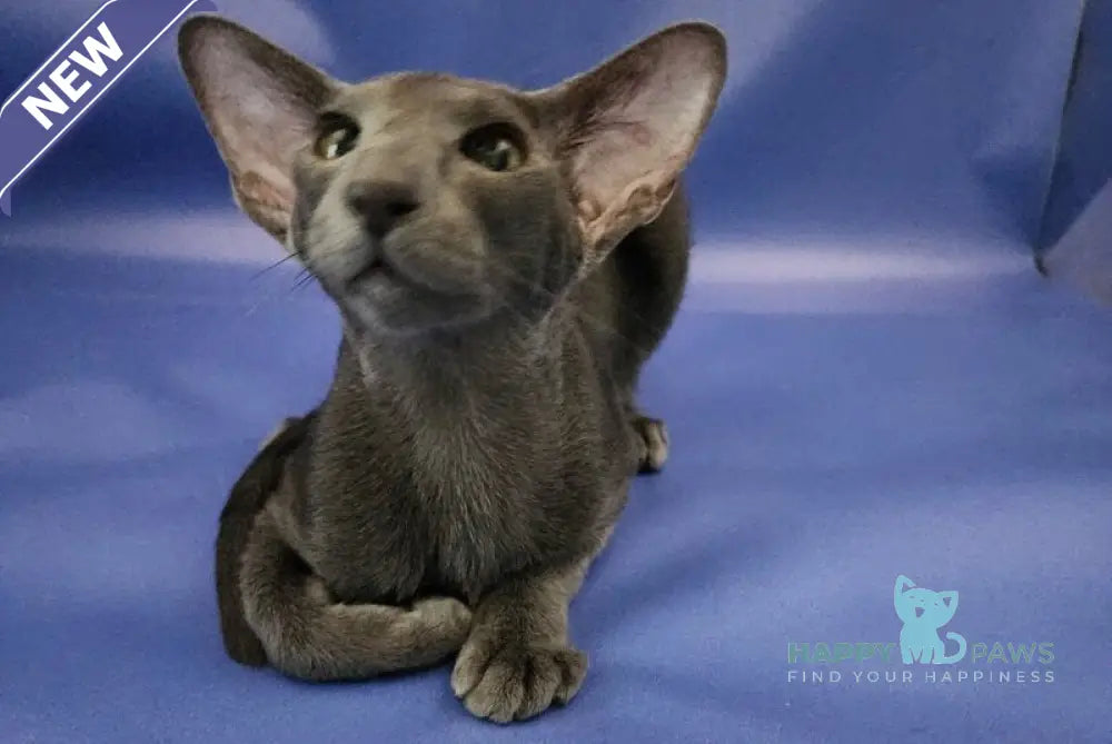 Ugo Oriental Shorthair male blue live animals