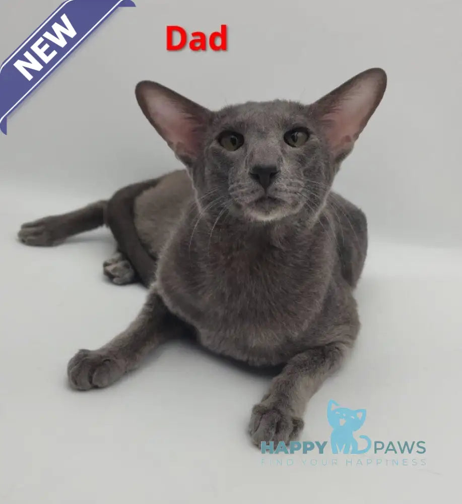 Ugo Oriental Shorthair male blue live animals