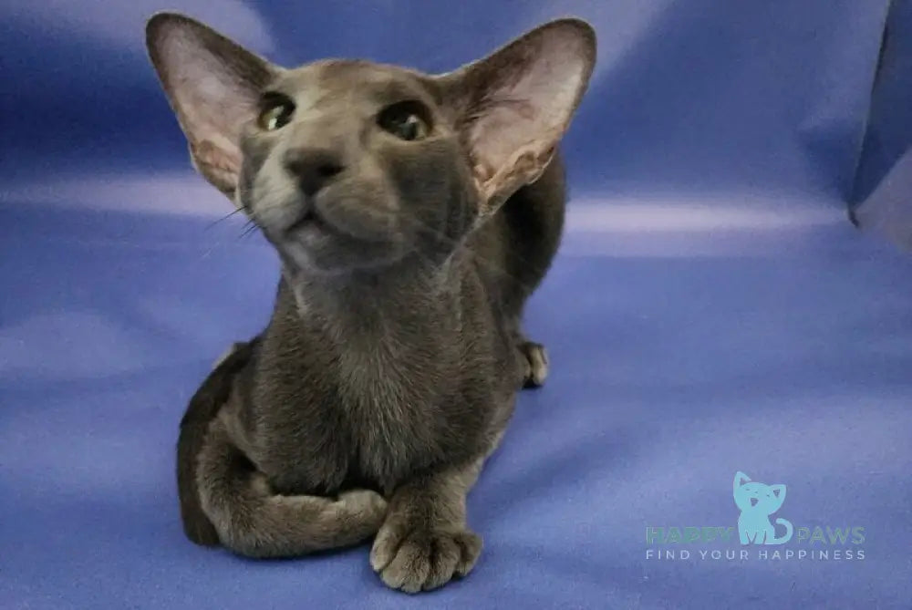 Ugo Oriental Shorthair male blue live animals
