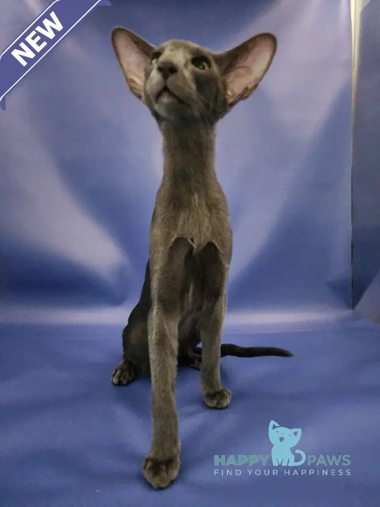 Ugo Oriental Shorthair male blue live animals