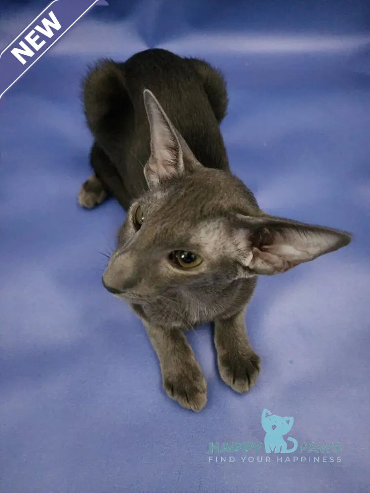 Ugo Oriental Shorthair male blue live animals