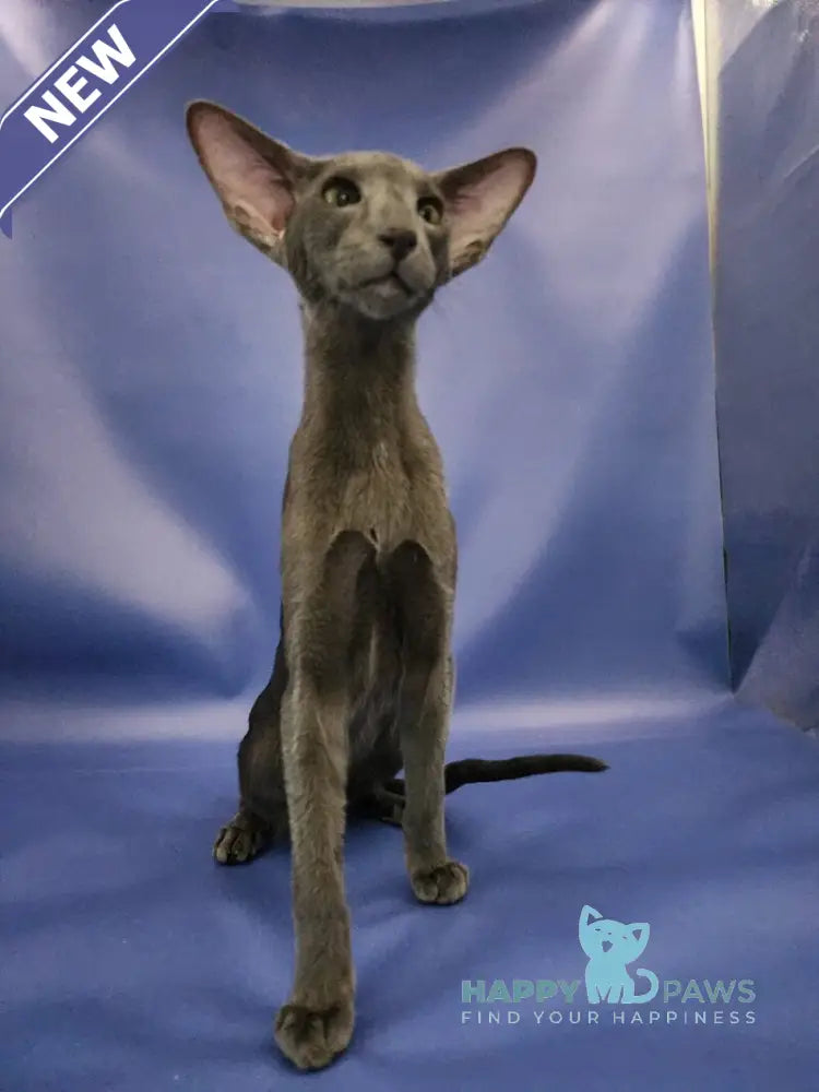 Ugo Oriental Shorthair male blue live animals