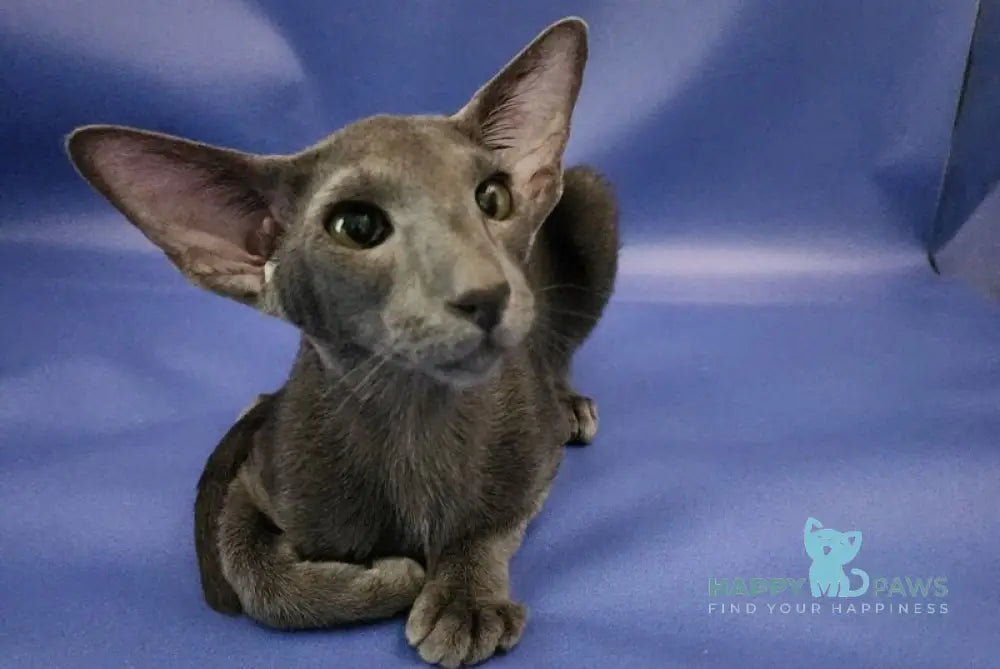 Ugo Oriental Shorthair male blue live animals
