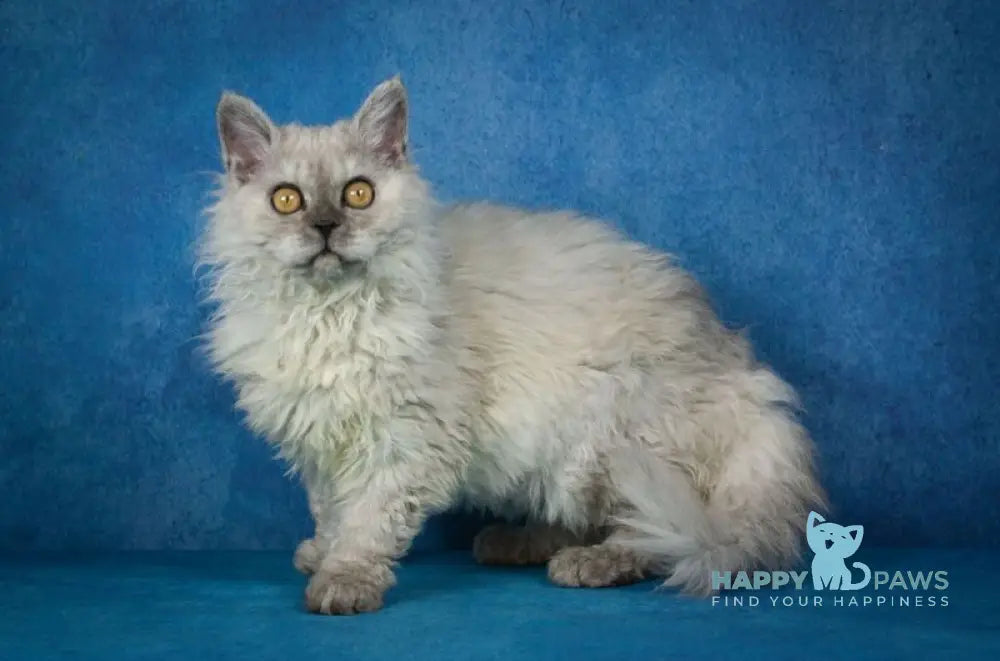 Ugo Selkirk Rex male black smoky live animals