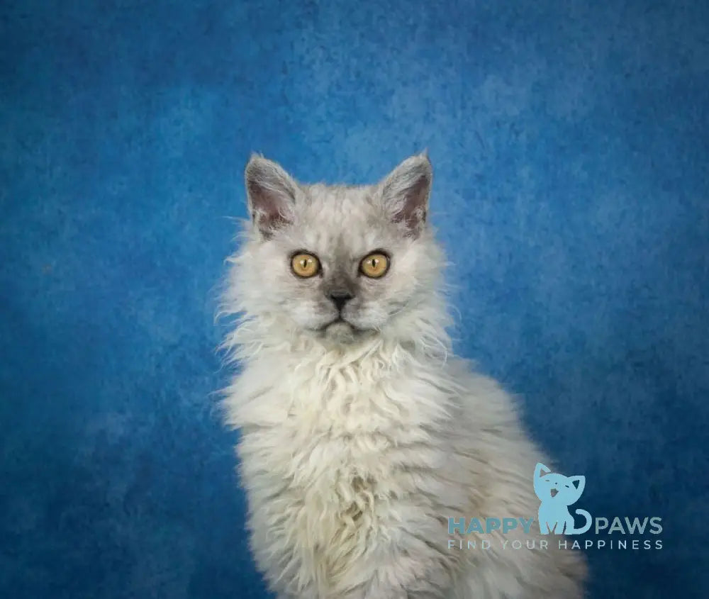Ugo Selkirk Rex male black smoky live animals