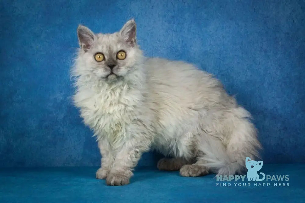 Ugo Selkirk Rex male black smoky live animals