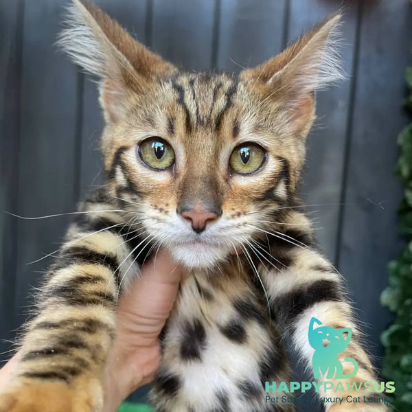 Ugo Toyger male black tabby - live animals