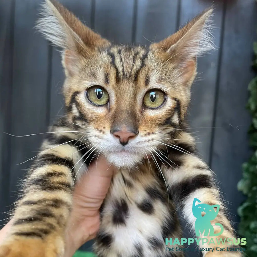 Ugo Toyger male black tabby - live animals