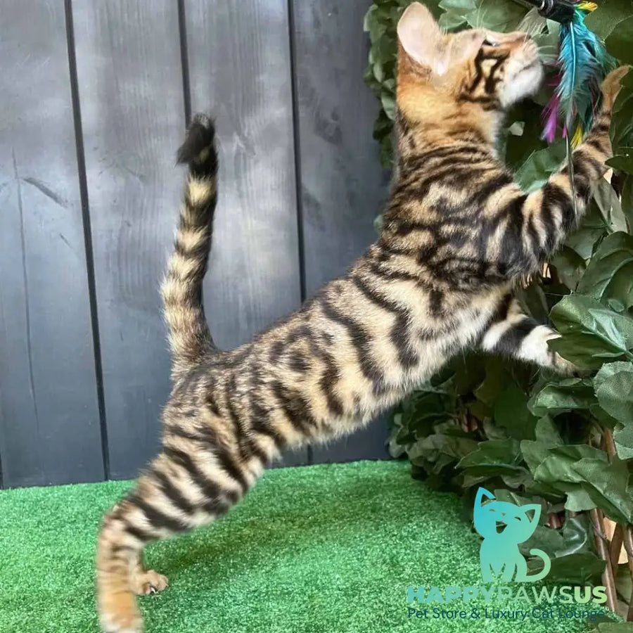 Ugo Toyger male black tabby - live animals