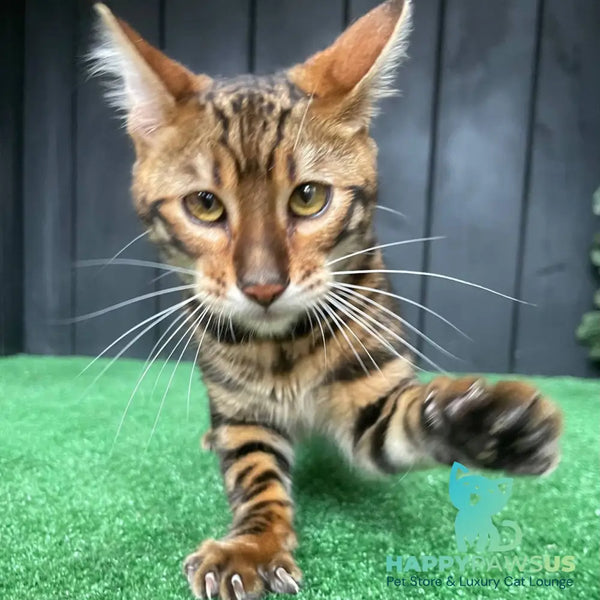 Ugo Toyger male black tabby - live animals