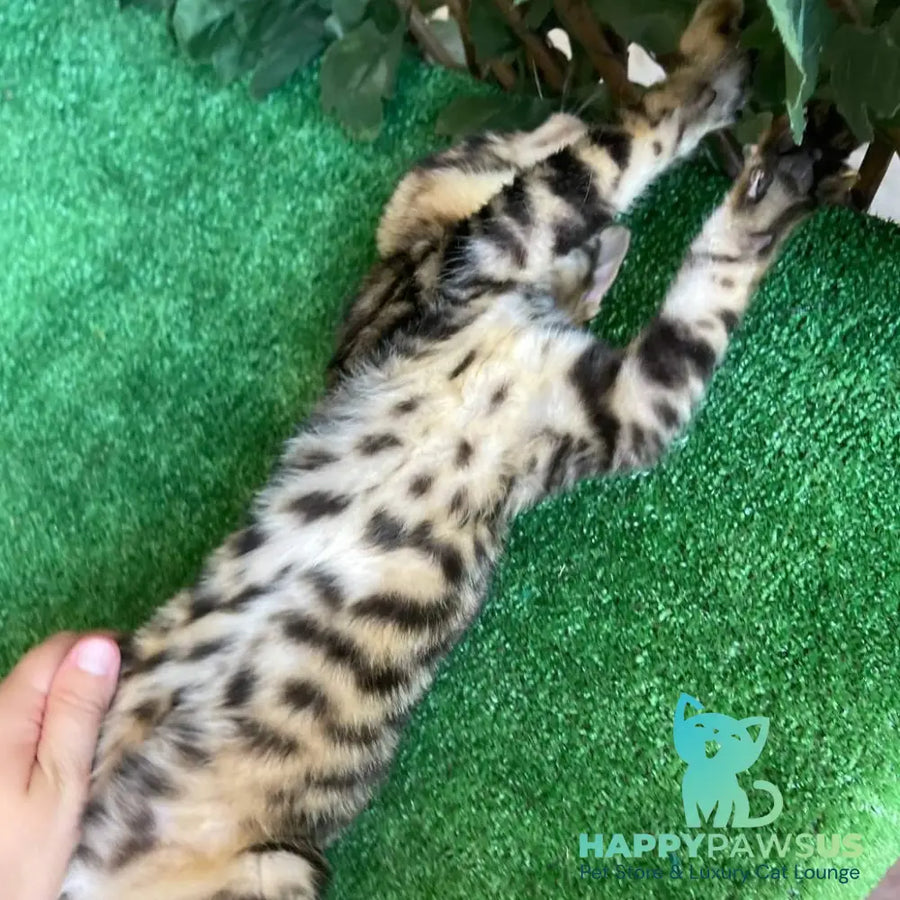 Ugo Toyger male black tabby - live animals