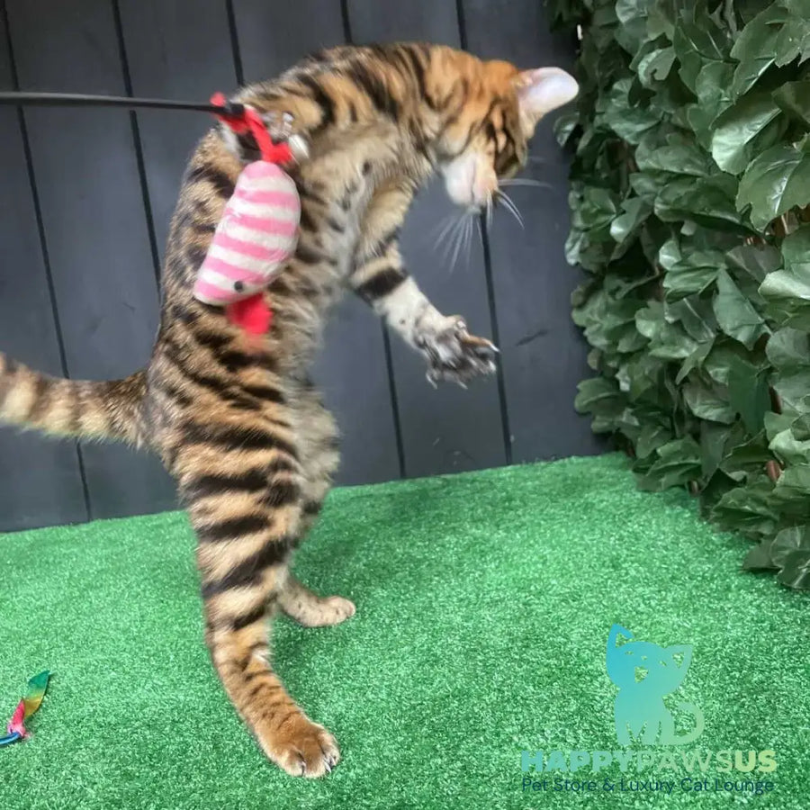 Ugo Toyger male black tabby - live animals