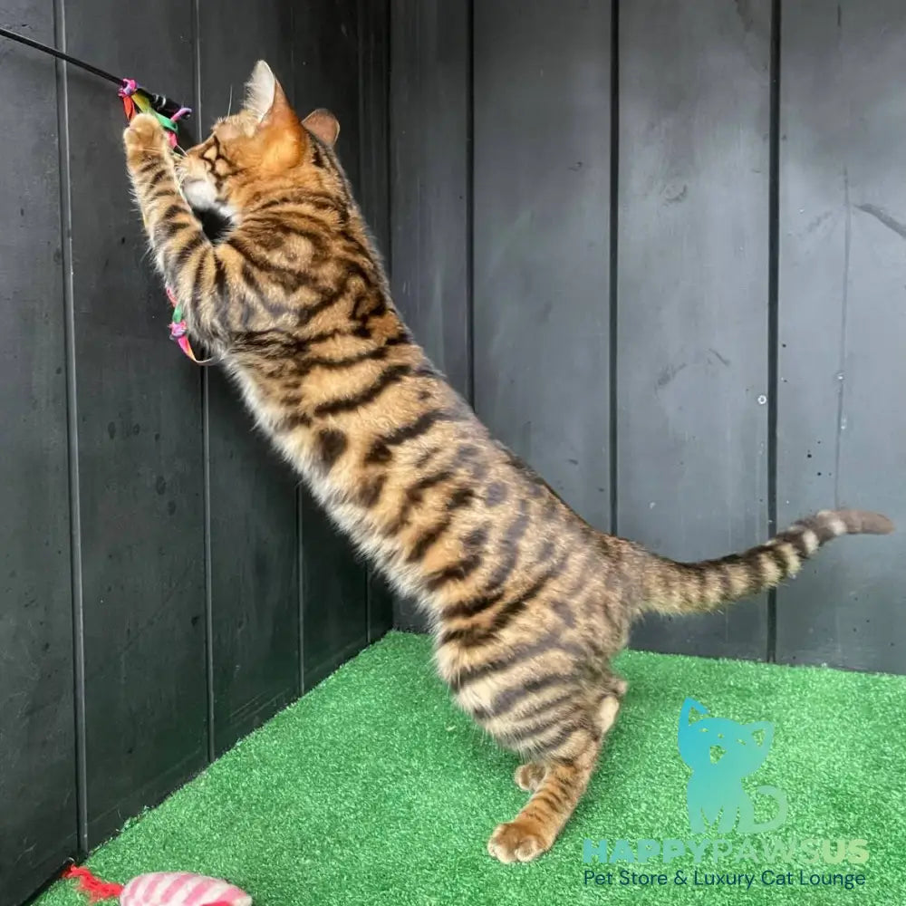 Ugo Toyger male black tabby - live animals