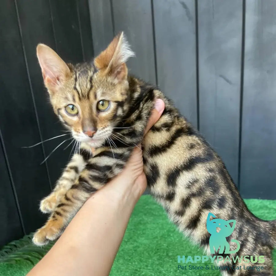 Ugo Toyger male black tabby - live animals