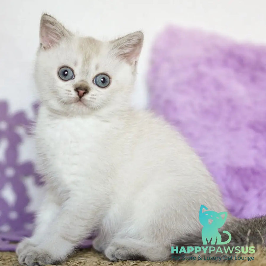 Uiliam Scottish Straight male black ticked tabby pointed - live animals