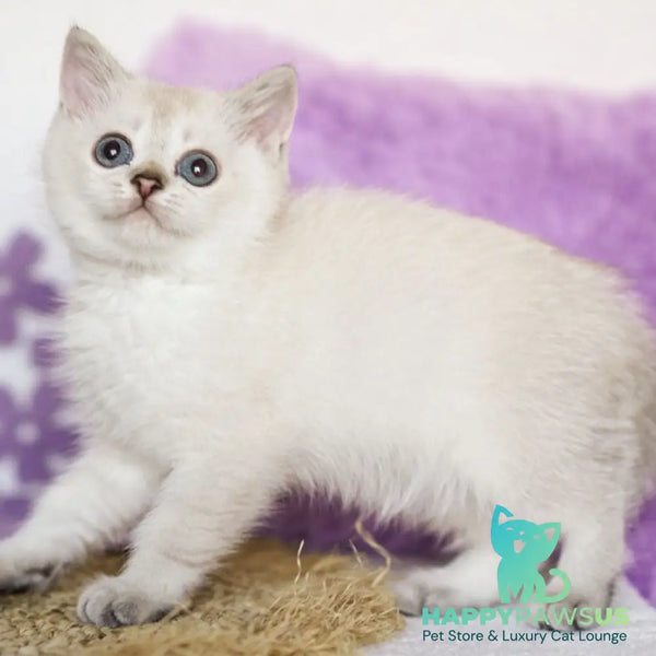 Uiliam Scottish Straight male black ticked tabby pointed - live animals