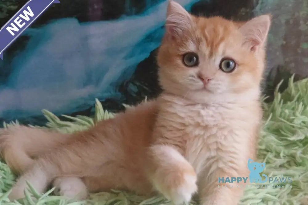 Uill British Shorthair male black golden shaded live animals