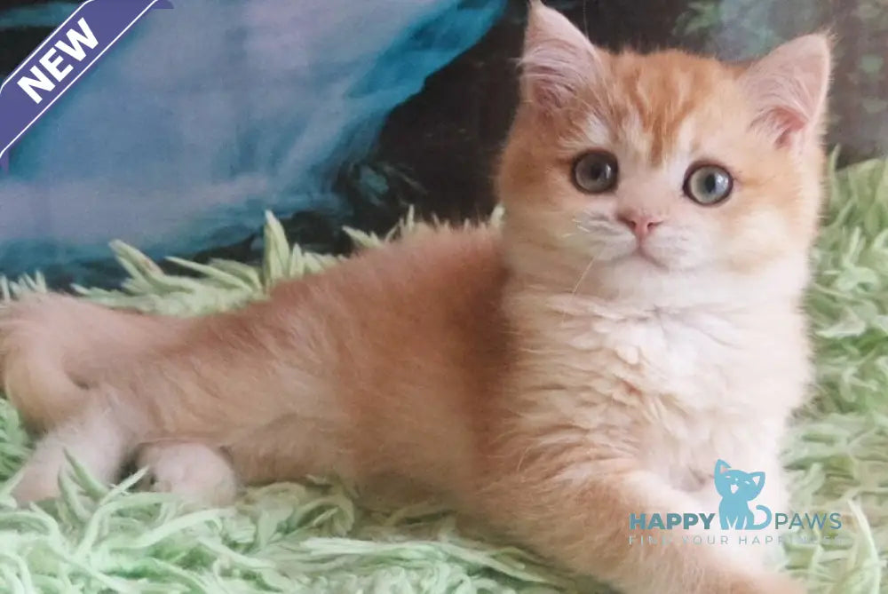 Uill British Shorthair male black golden shaded live animals