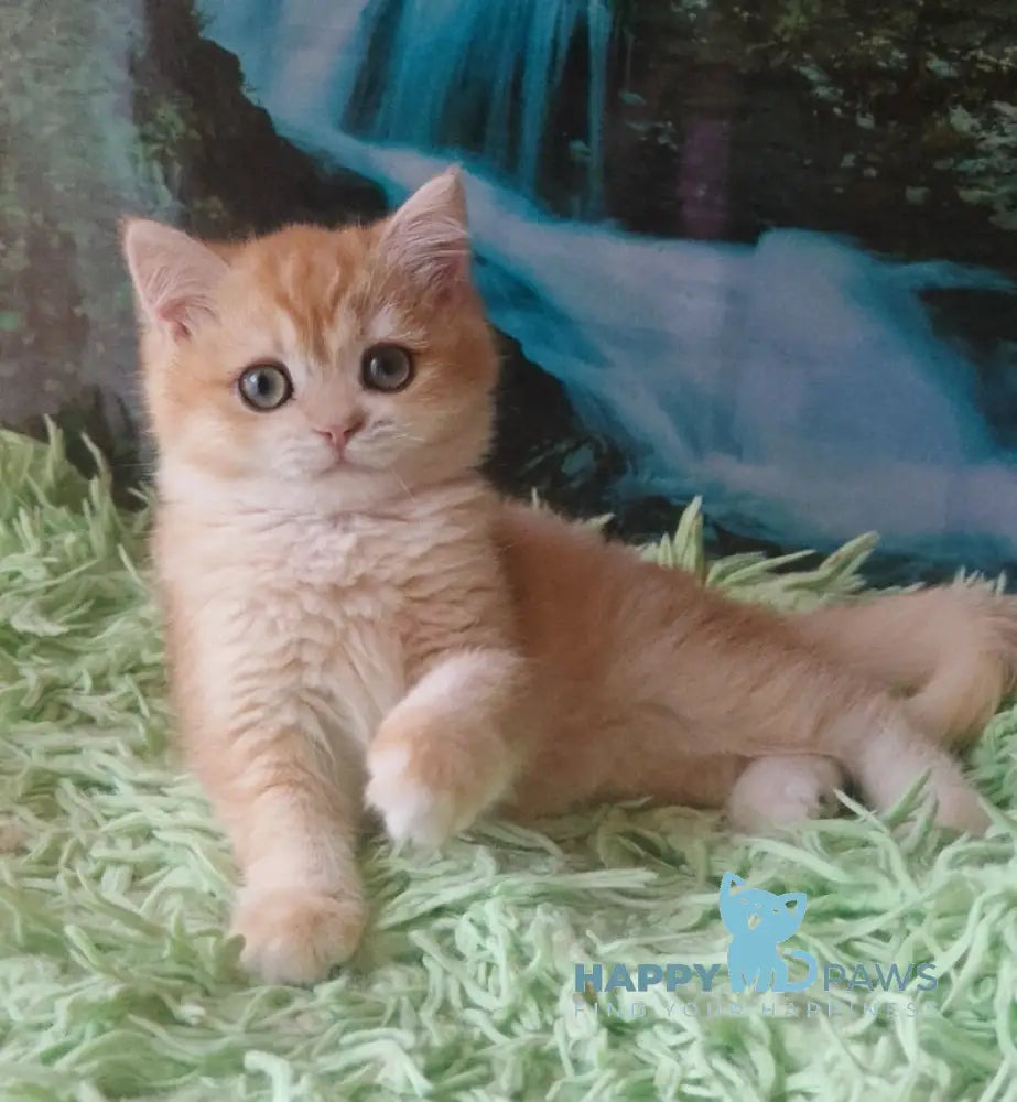 Uill British Shorthair male black golden shaded live animals