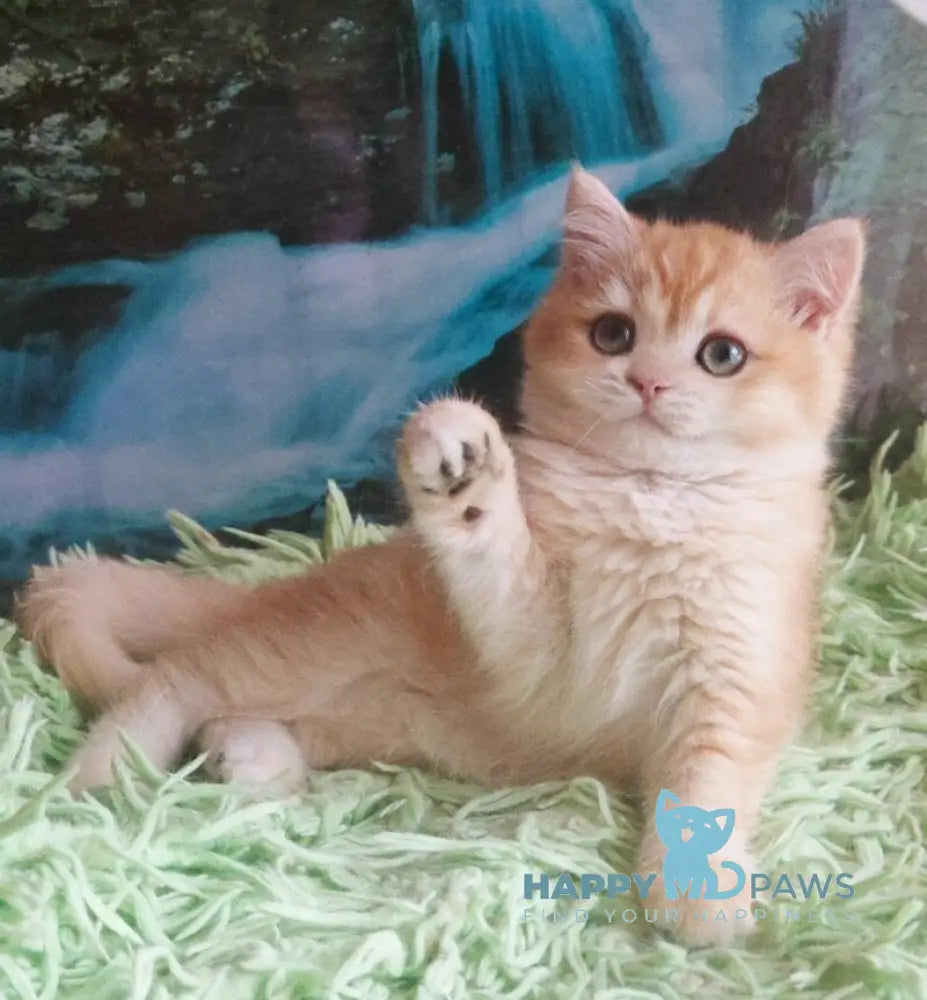 Uill British Shorthair male black golden shaded live animals