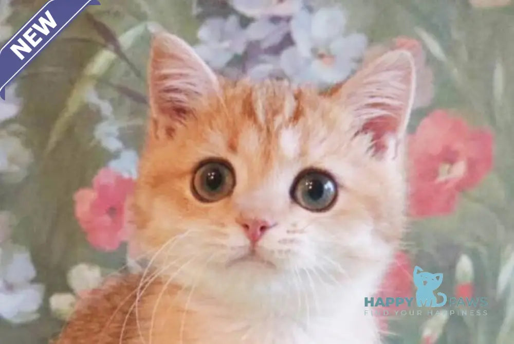 Uilliam British Shorthair male black golden shaded live animals