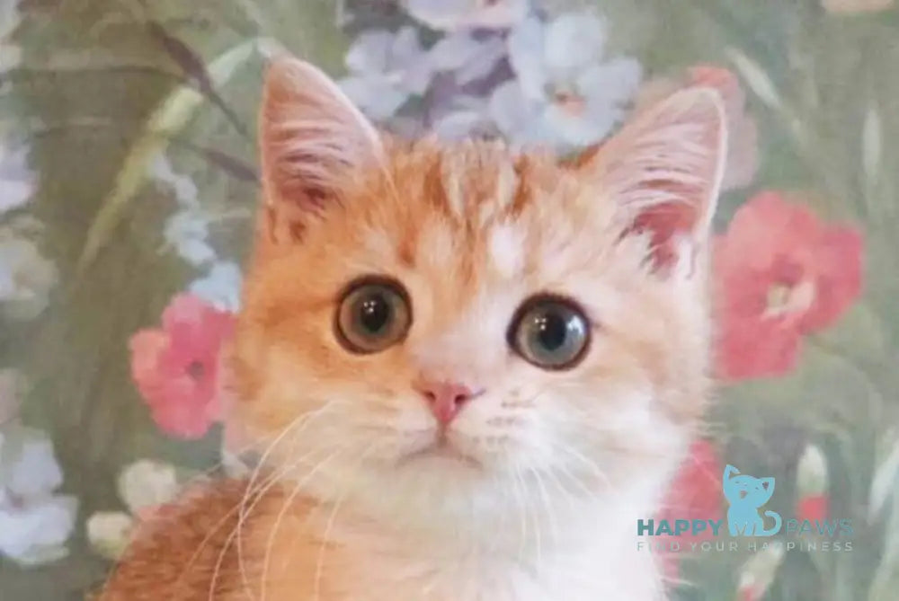 Uilliam British Shorthair male black golden shaded live animals